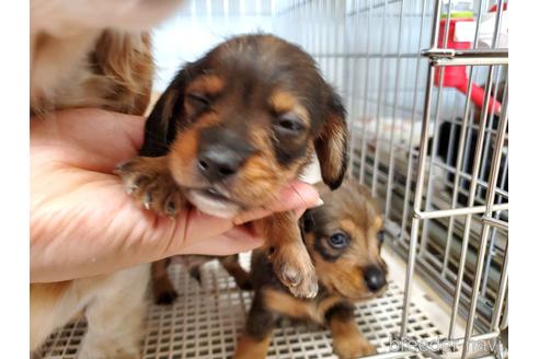 成約済の愛知県のミニチュアダックスフンド(ロングヘアード)-141580の2枚目