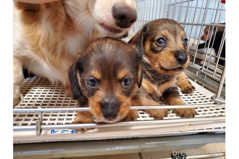 成約済の愛知県のミニチュアダックスフンド(ロングヘアード)-141580の1枚目