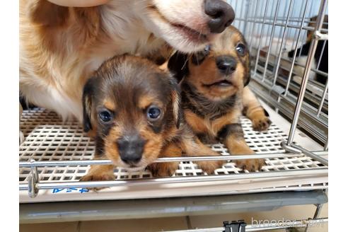 成約済の愛知県のミニチュアダックスフンド(ロングヘアード)-141580の3枚目