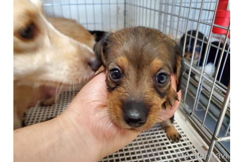 成約済の愛知県のミニチュアダックスフンド(ワイヤーヘアード)-141581