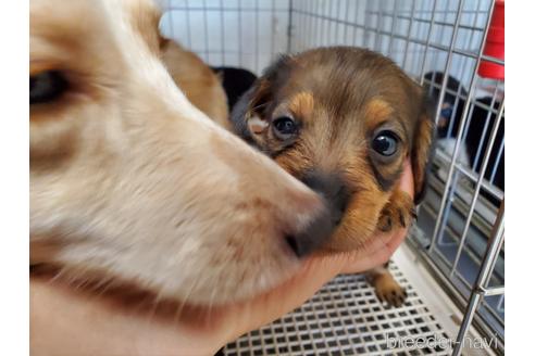 成約済の愛知県のミニチュアダックスフンド(ワイヤーヘアード)-141581の4枚目