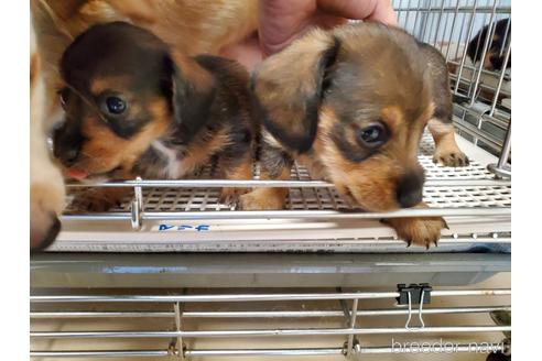 成約済の愛知県のミニチュアダックスフンド(ワイヤーヘアード)-141581の5枚目