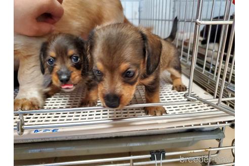 成約済の愛知県のミニチュアダックスフンド(ワイヤーヘアード)-141581の2枚目