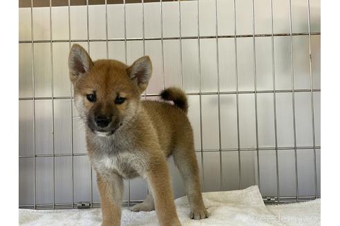 成約済の岡山県の柴犬-139952の19枚目
