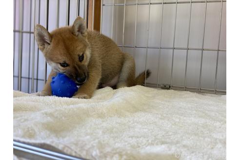 成約済の岡山県の柴犬-139952の17枚目