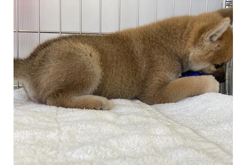 成約済の岡山県の柴犬-139952の16枚目