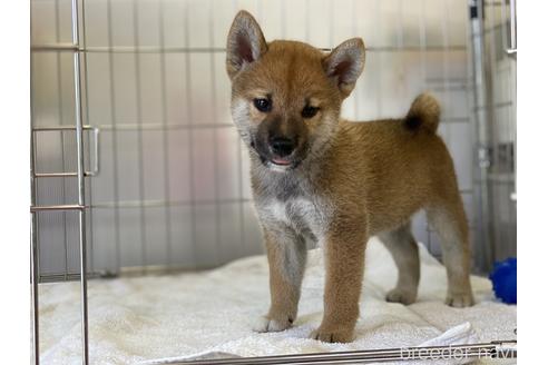 成約済の岡山県の柴犬-139952の15枚目