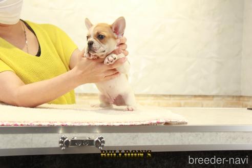 成約済の東京都のフレンチブルドッグ-141595の4枚目