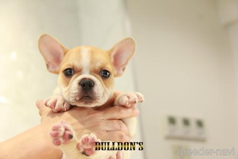 成約済の東京都のフレンチブルドッグ-141595の2枚目