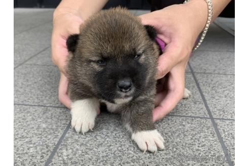 成約済の長崎県の柴犬-141597の5枚目