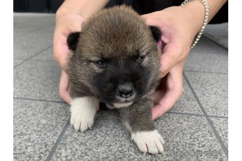 成約済の長崎県の柴犬-141597の4枚目