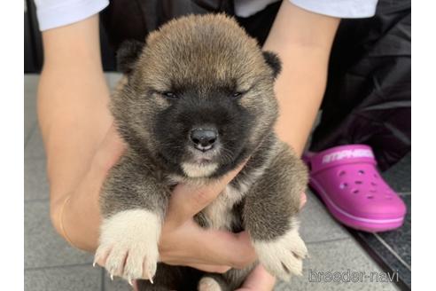 成約済の長崎県の柴犬-141597の3枚目