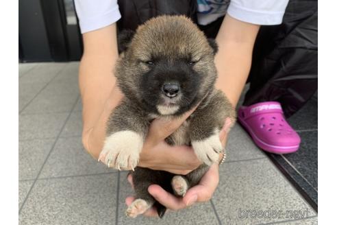 成約済の長崎県の柴犬-141597の2枚目