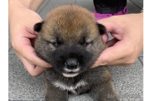 成約済の長崎県の柴犬-141599の1枚目