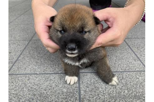 成約済の長崎県の柴犬-141599の5枚目