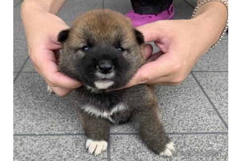 成約済の長崎県の柴犬-141599の4枚目