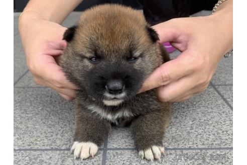 成約済の長崎県の柴犬-141599の3枚目