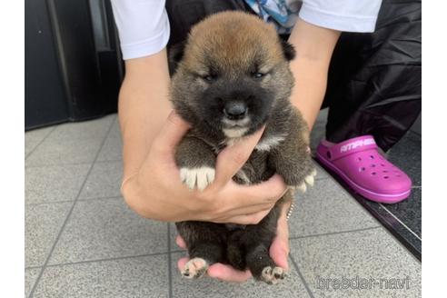 成約済の長崎県の柴犬-141599の2枚目