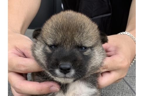 成約済の長崎県の柴犬-141604の1枚目