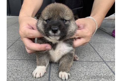 成約済の長崎県の柴犬-141604の5枚目