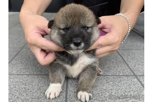 成約済の長崎県の柴犬-141604の4枚目