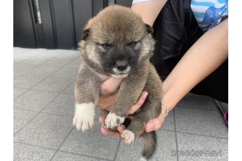 成約済の長崎県の柴犬-141604の3枚目