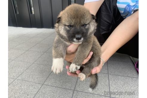 成約済の長崎県の柴犬-141604の2枚目