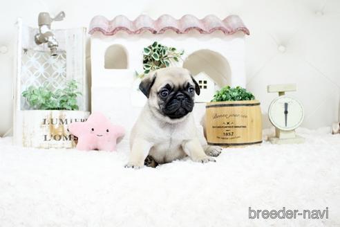 子犬