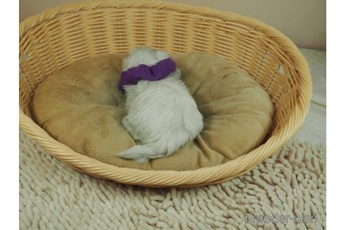 成約済の埼玉県のマルチーズ-141623の3枚目