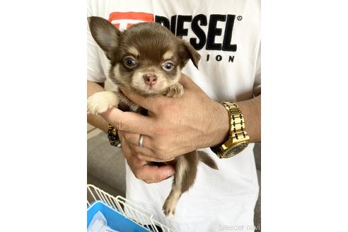 成約済の静岡県のチワワ(ロングコート)-139193の1枚目