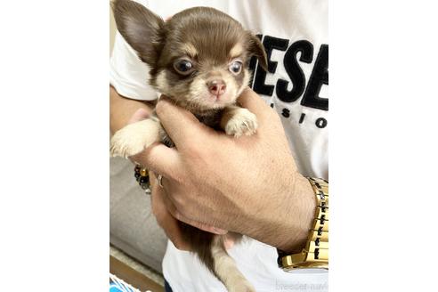 成約済の静岡県のチワワ(ロングコート)-139193の2枚目