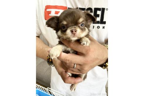 成約済の静岡県のチワワ(ロングコート)-139199の1枚目