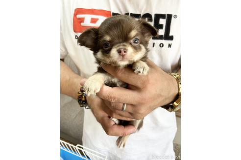 成約済の静岡県のチワワ(ロングコート)-139199の2枚目