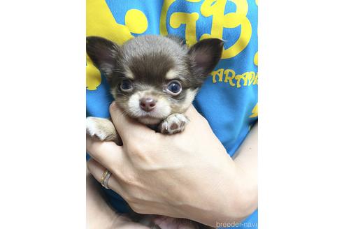 成約済の静岡県のチワワ(ロングコート)-139194の1枚目