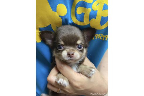 成約済の静岡県のチワワ(ロングコート)-139194の2枚目