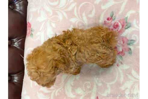成約済の香川県のトイプードル-139016の4枚目