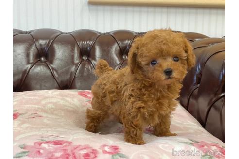 成約済の香川県のトイプードル-139016の3枚目