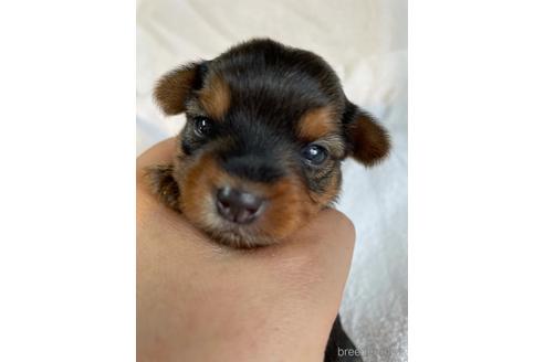 子犬