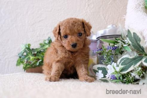 成約済の滋賀県のトイプードル-141732