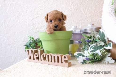 成約済の滋賀県のトイプードル-141733