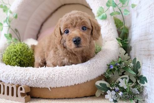 成約済の滋賀県のトイプードル-139921の1枚目