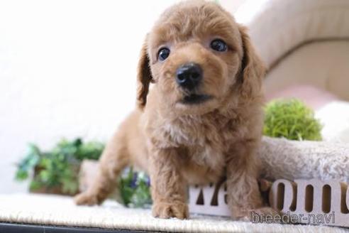 成約済の滋賀県のトイプードル-139921の5枚目