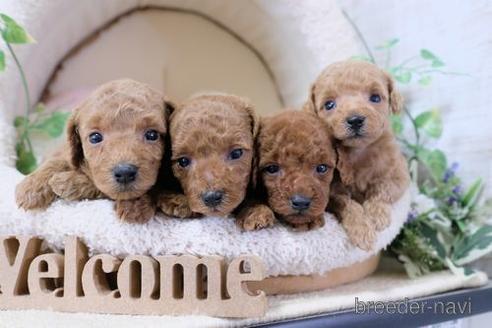 成約済の滋賀県のトイプードル-139921の4枚目