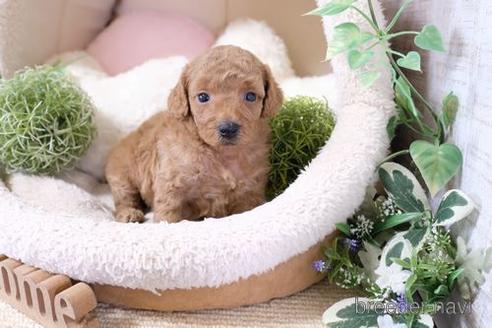 成約済の滋賀県のトイプードル-139921の3枚目