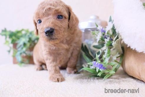 成約済の滋賀県のトイプードル-139921の2枚目