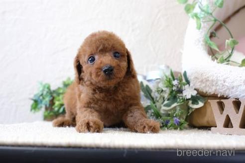 成約済の滋賀県のトイプードル-139923の1枚目