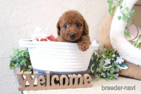 成約済の滋賀県のトイプードル-139923の5枚目