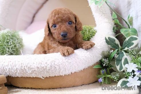 成約済の滋賀県のトイプードル-139923の3枚目