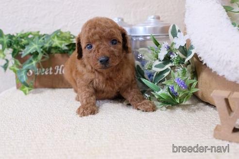 成約済の滋賀県のトイプードル-139923の2枚目