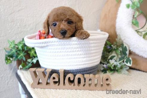 成約済の滋賀県のトイプードル-139943の1枚目